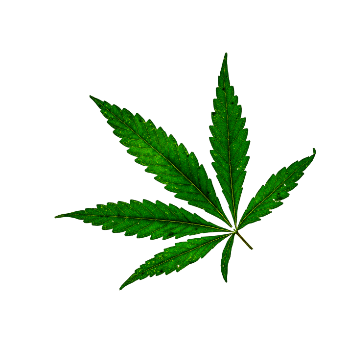 Marijuana Leaf