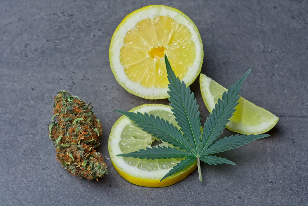 what are terpenes cannabis