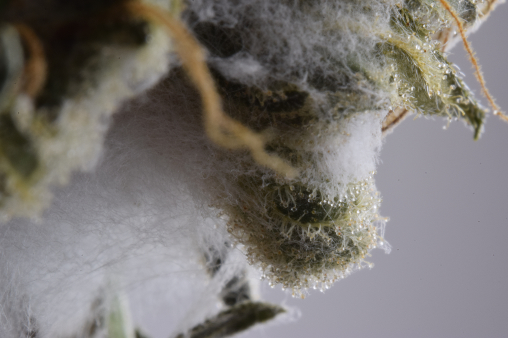 what is moldy weed